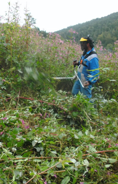 Kultursicherung Forstbaumschulen Stingel